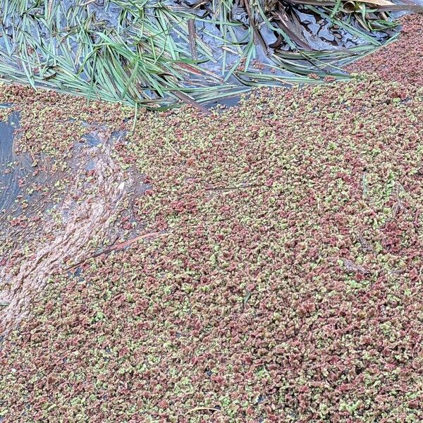 Azolla filiculoides Συνήθη χαρακτηριστικά