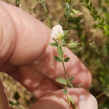 Acmispon americanus Kvet