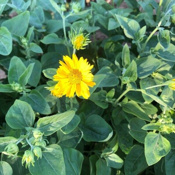 Verbesina encelioides Flower