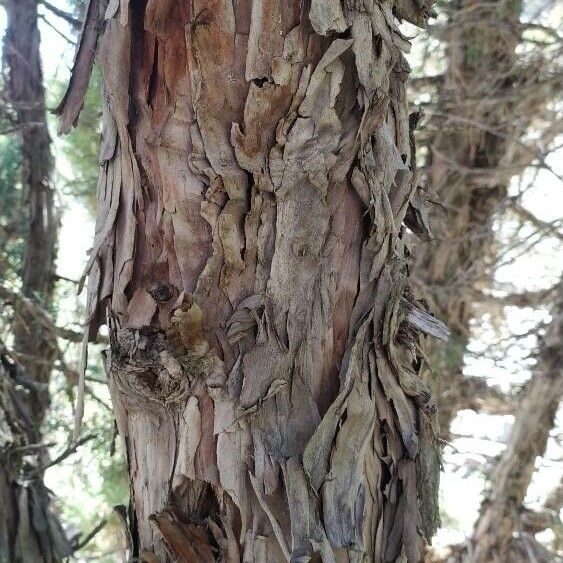 Juniperus seravschanica Bark