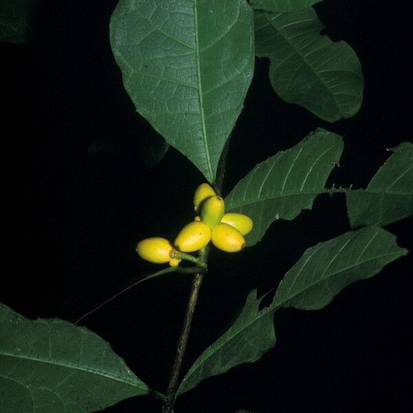 Clarisia ilicifolia Fruit