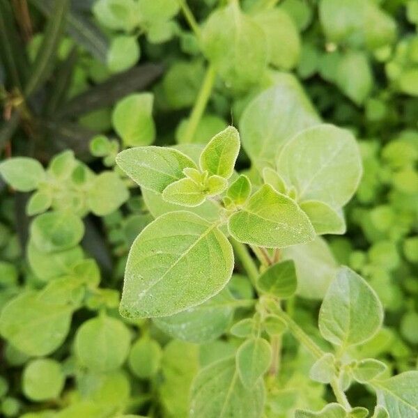 Salpichroa origanifolia Blad