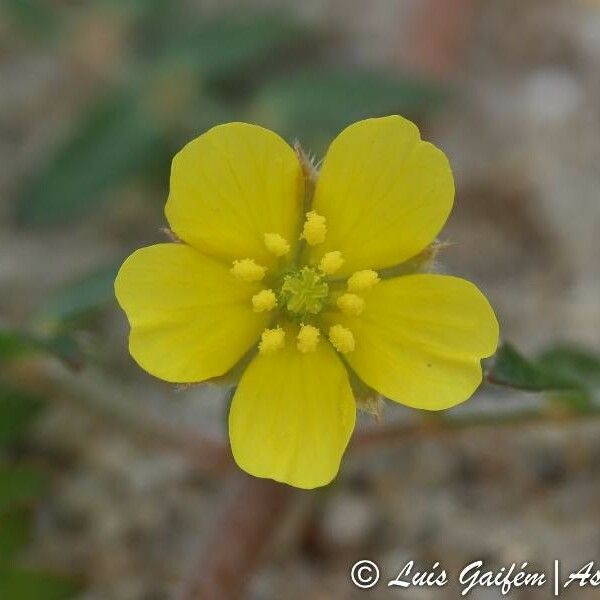 Tribulus terrestris Квітка