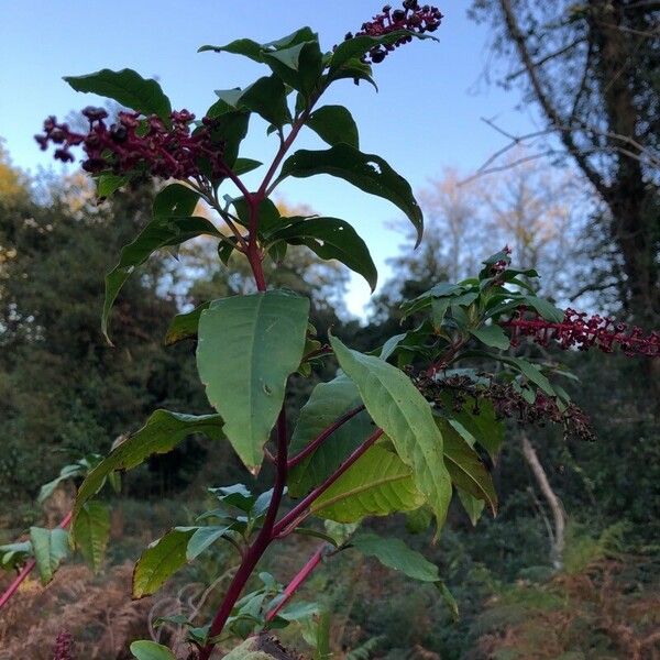 Phytolacca americana 叶