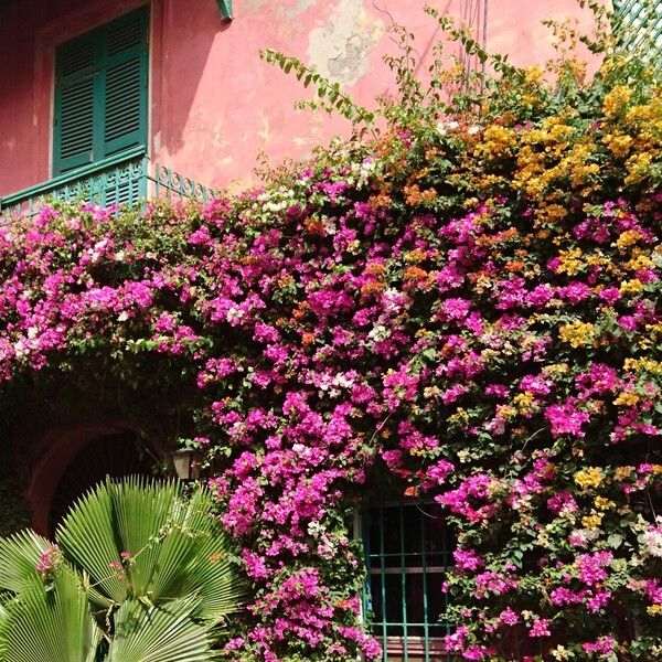 Bougainvillea glabra Virág