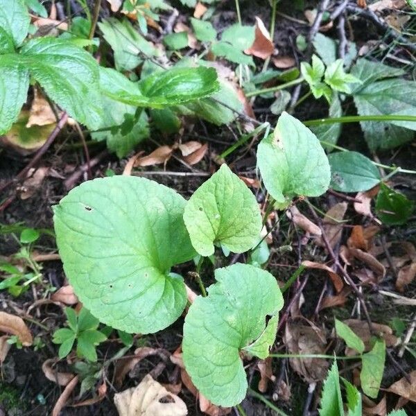 Viola mirabilis Lapas