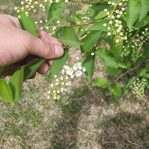 Prunus padus 花