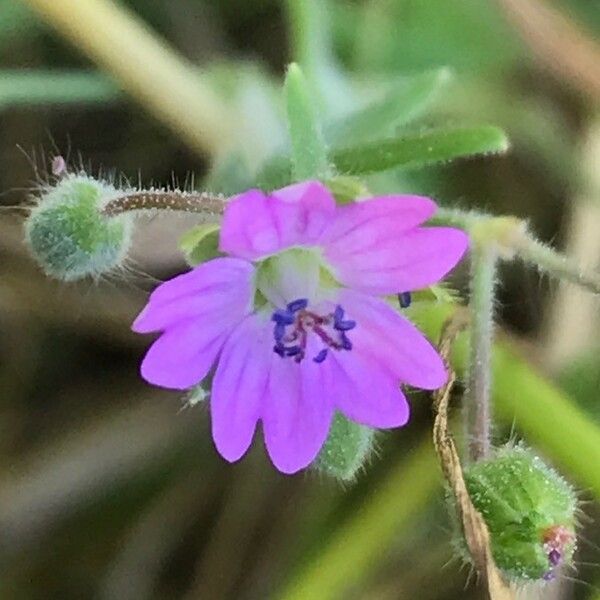 Geranium pusillum 花