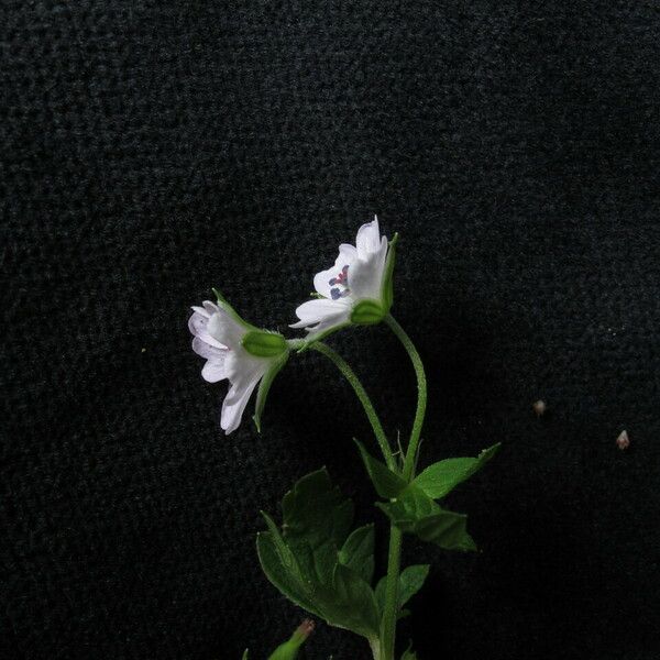 Geranium nepalense Habit