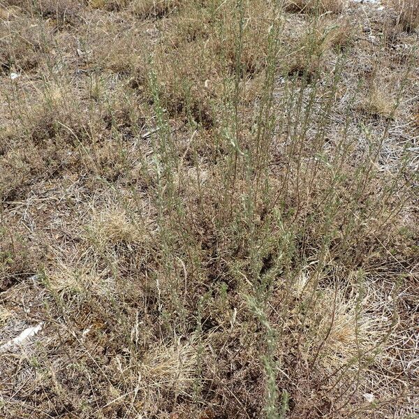 Artemisia alba Vivejo