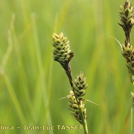 Carex buxbaumii 花