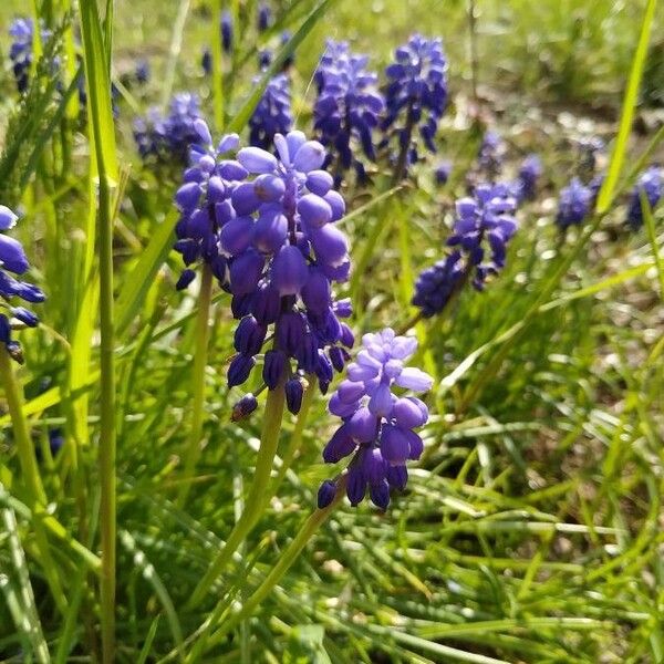 Muscari neglectum Flower