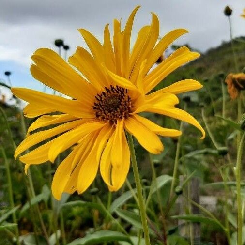 Helianthus pauciflorus Flor