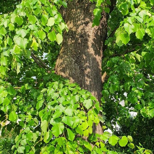 Tilia cordata Blad