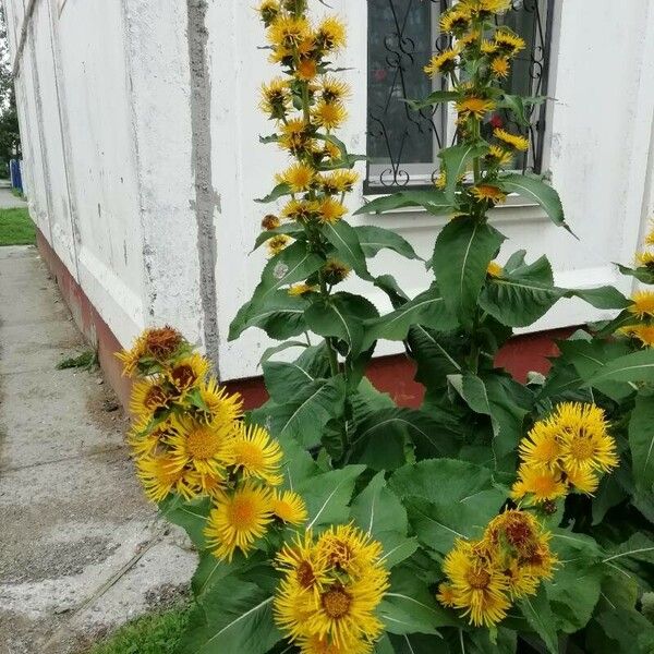 Inula helenium Leaf