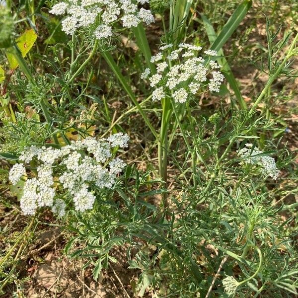 Ammi majus 形態