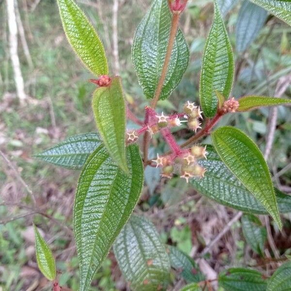 Miconia crenata Yeri