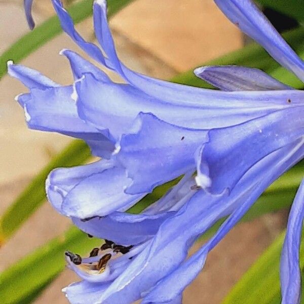 Agapanthus praecox ফুল