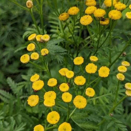 Tanacetum vulgare Цветок