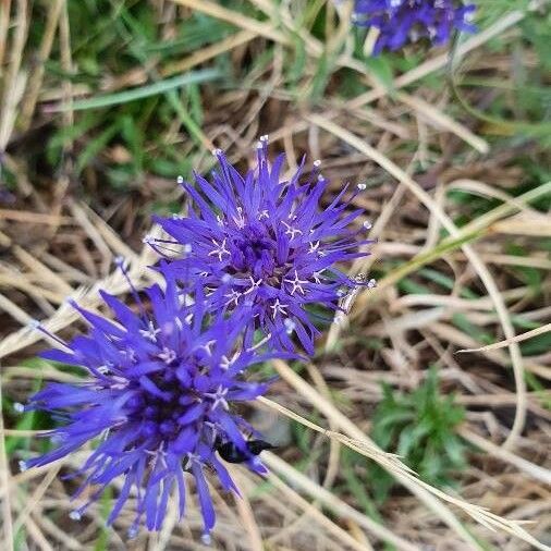 Jasione montana Floare