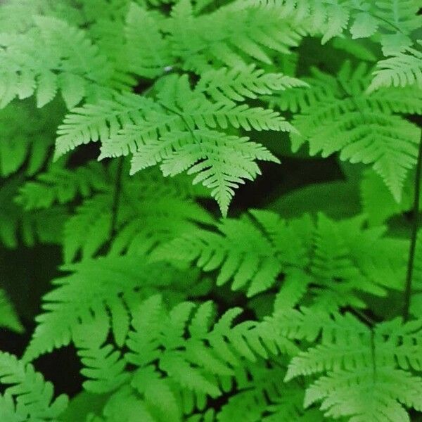 Gymnocarpium dryopteris Leht