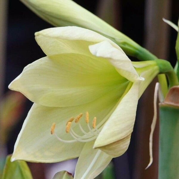 Hippeastrum puniceum Blomma