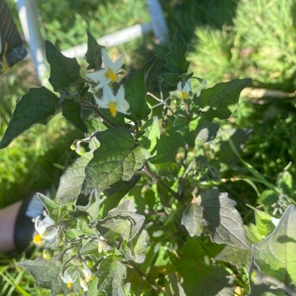 Solanum nigrum Virág