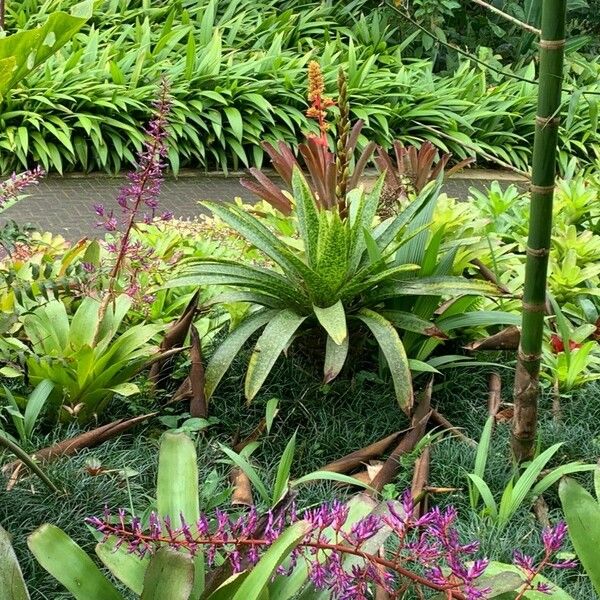 Guzmania plumieri Fleur