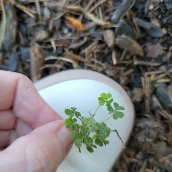 Oxalis dillenii Yaprak