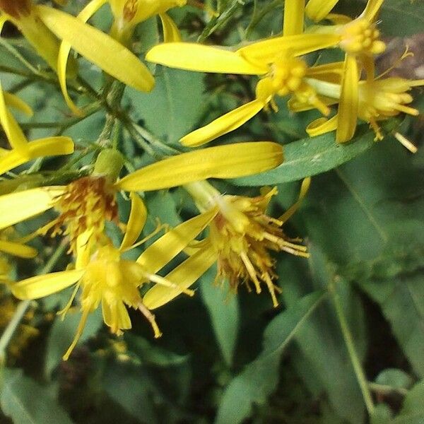 Senecio ovatus Blüte