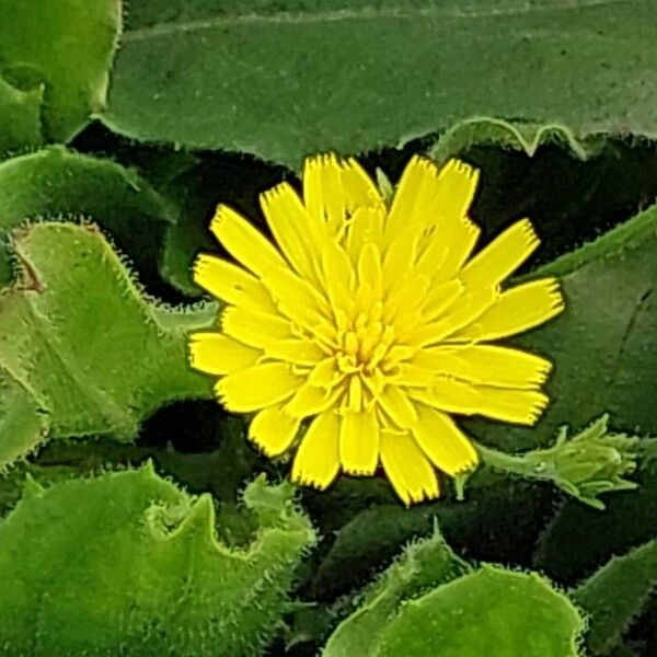 Hieracium amplexicaule Kukka