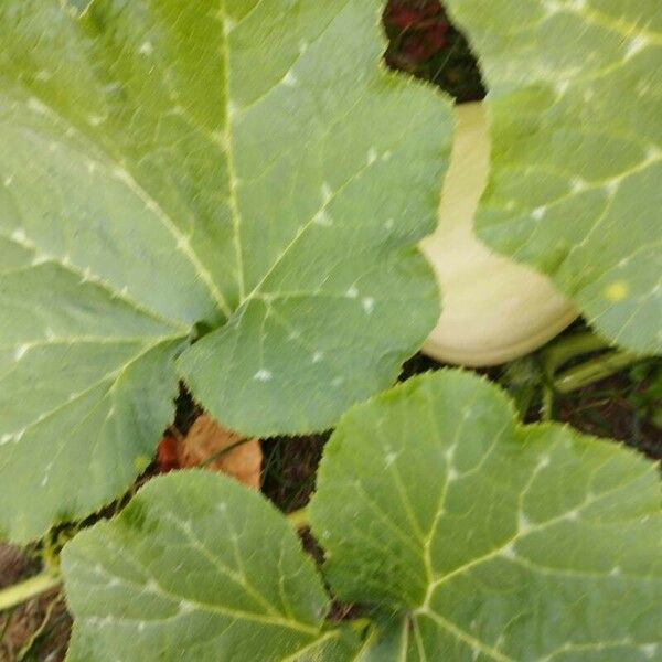 Cucurbita moschata Fuelha