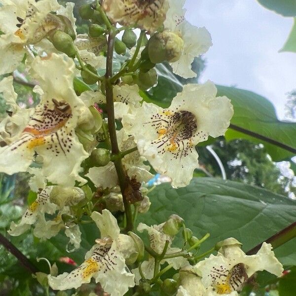 Catalpa ovata Bloem