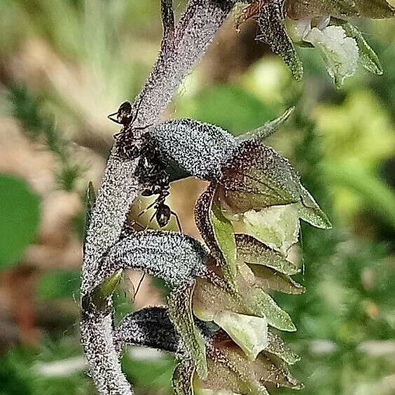 Epipactis microphylla Žiedas