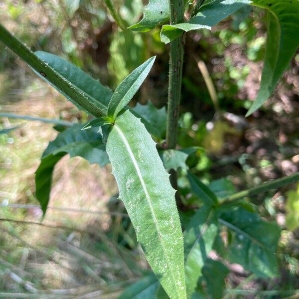 Cichorium endivia Leaf