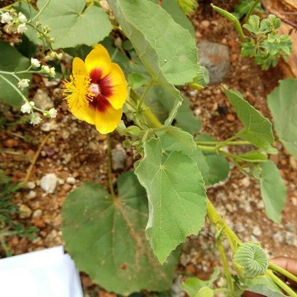 Abutilon indicum Kukka