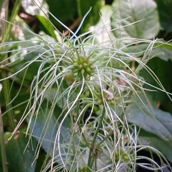 Clematis vitalba Vaisius