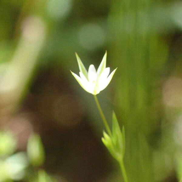 Sabulina tenuifolia Flor