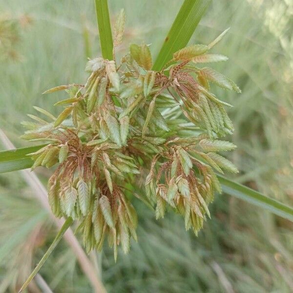 Cyperus esculentus Blomst