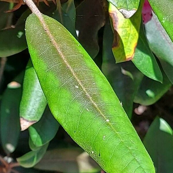 Rhododendron maximum Leaf