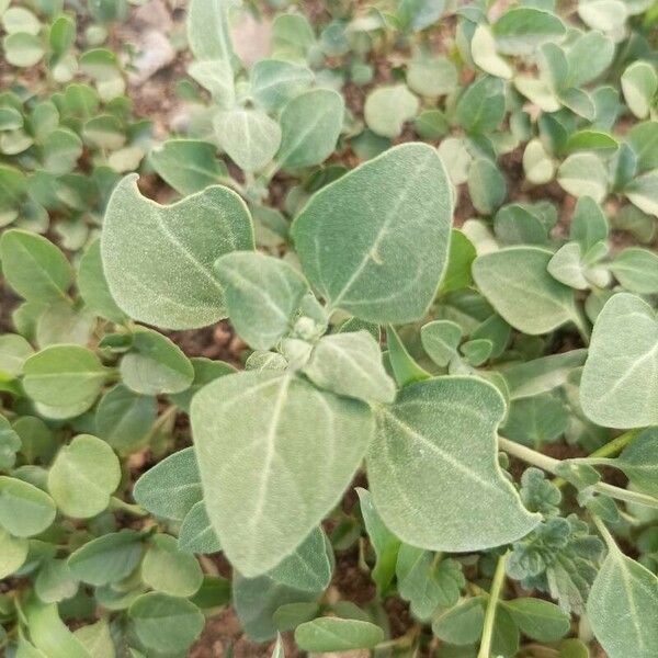 Chenopodium vulvaria Leaf