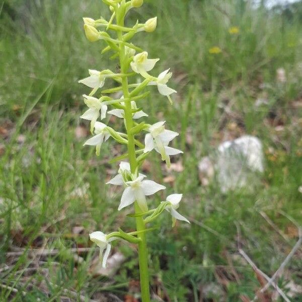 Platanthera chlorantha Flower