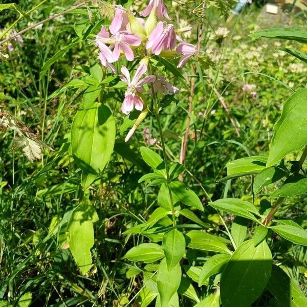 Saponaria officinalis Habit