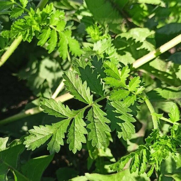 Potentilla supina Leaf