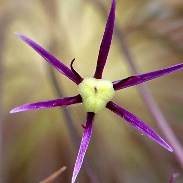 Allium cristophii अन्य