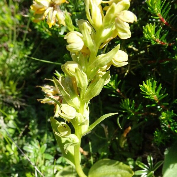 Dactylorhiza viridis Elinympäristö