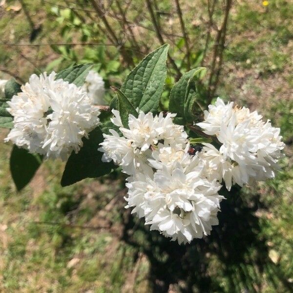 Deutzia gracilis 花