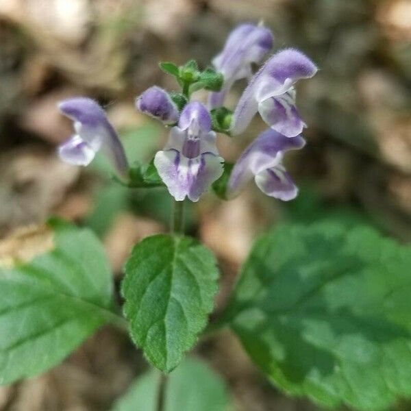 Scutellaria alabamensis Kwiat