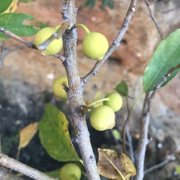 Ficus exasperata Fruitua