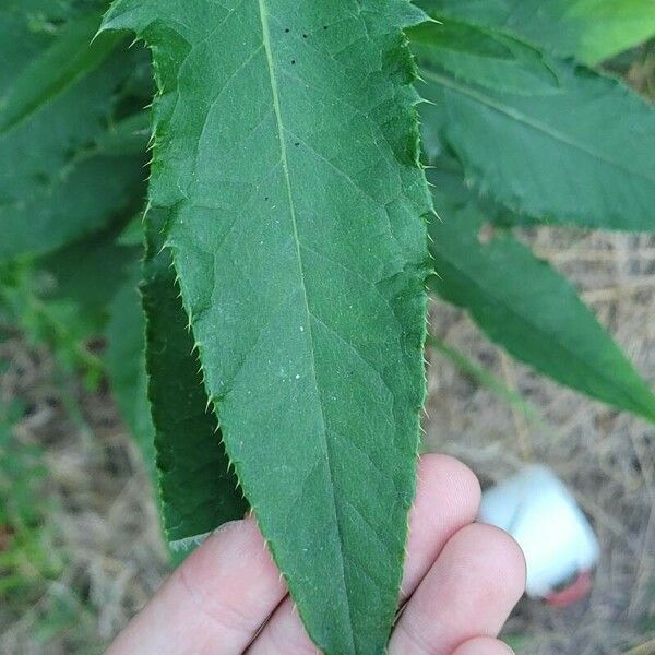 Cirsium altissimum পাতা